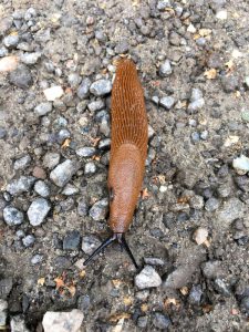 Spanish slug on a way with many small stones (Arion vulgaris)