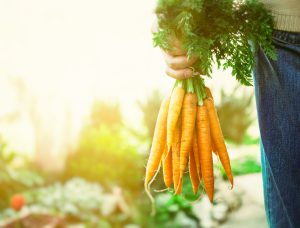Organic vegetables. Healthy food. Fresh organic carrots in farmers hands