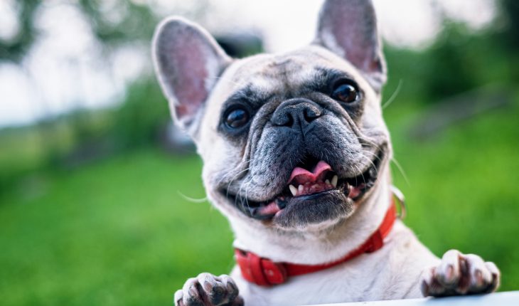 En hund utomhus
